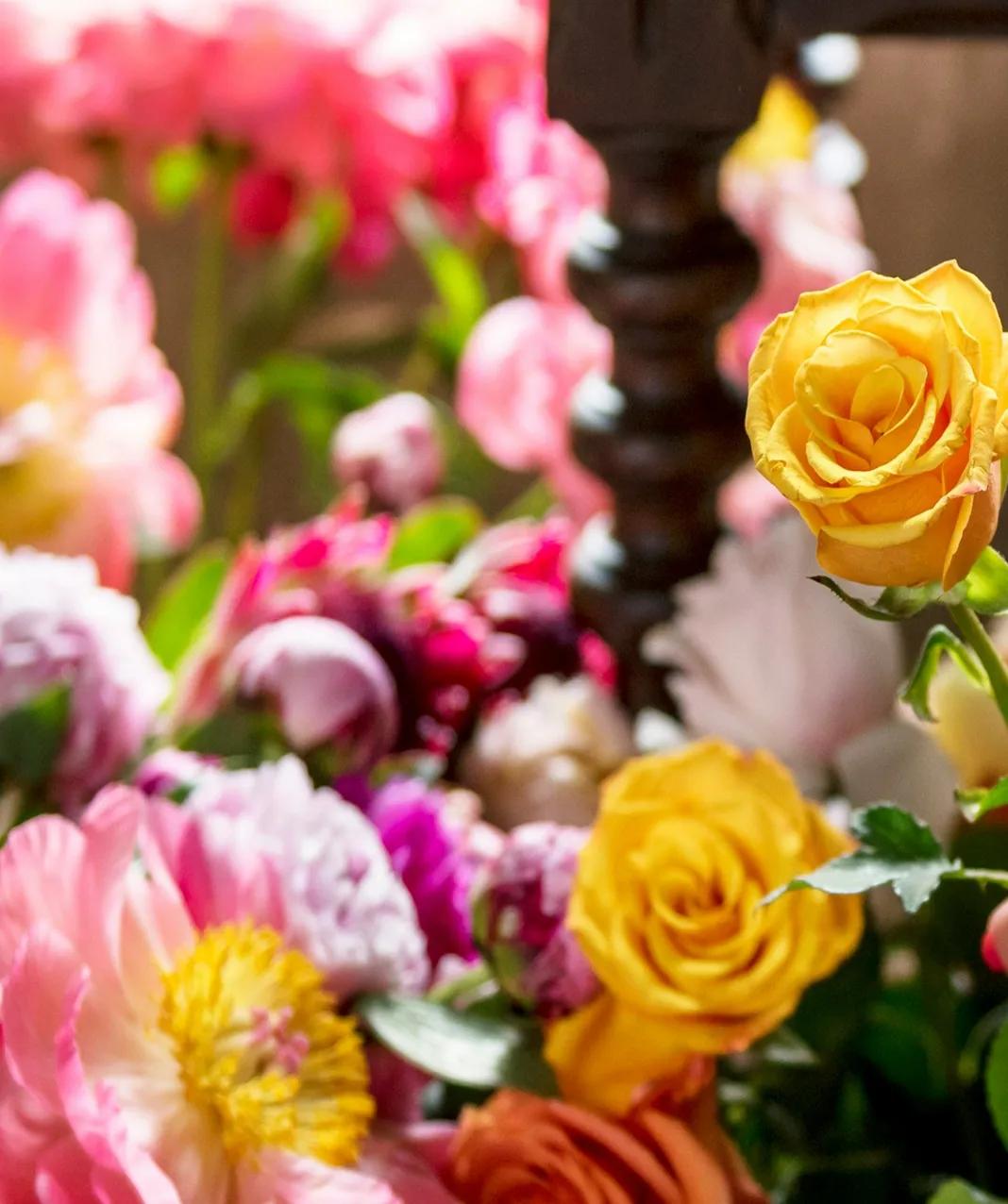 bazar picco essentiels jardin fleurs